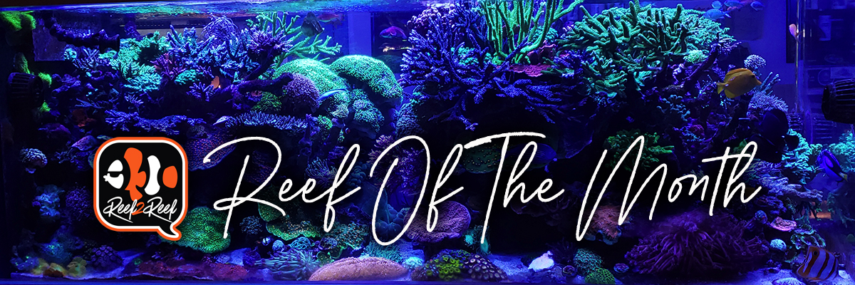 Reef of the month header.jpg