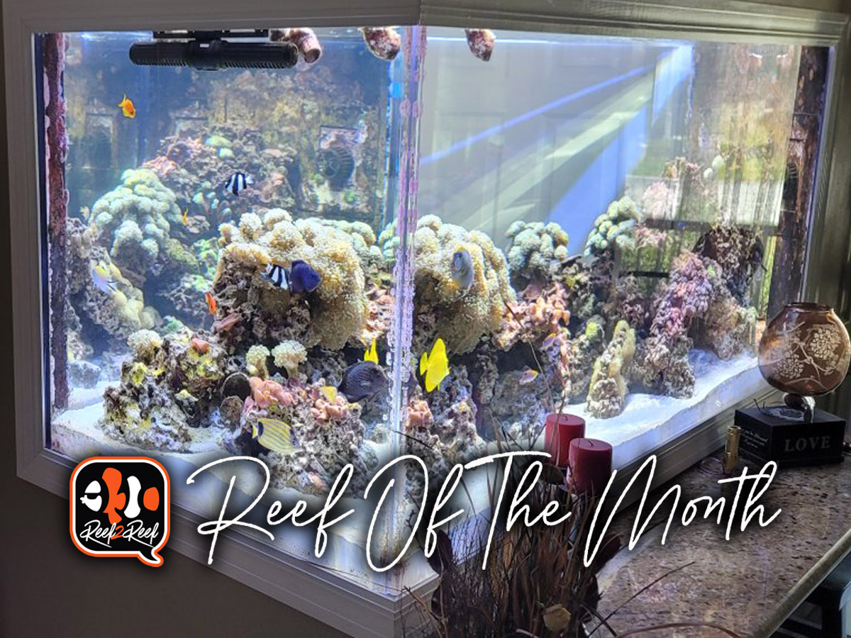 Reef of the month title.jpg