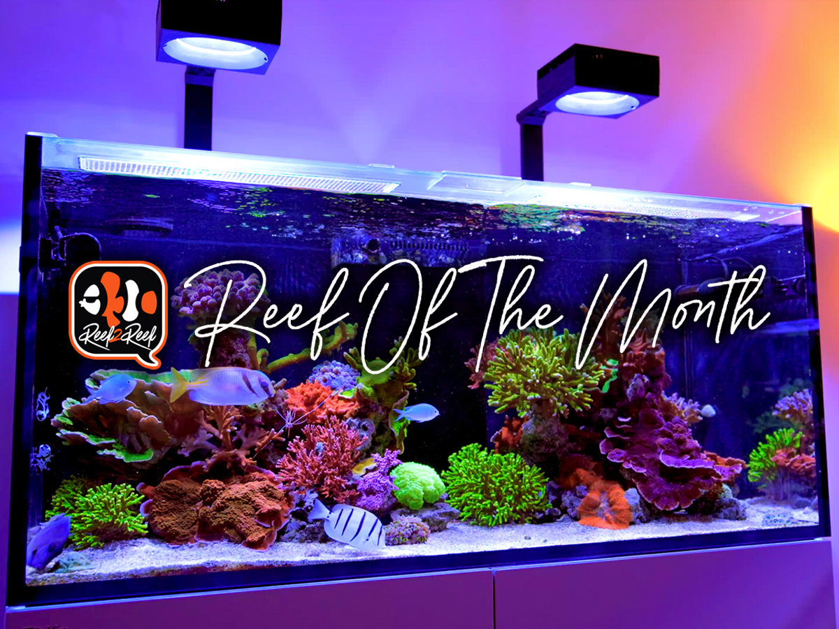 Reef of the month title .jpg