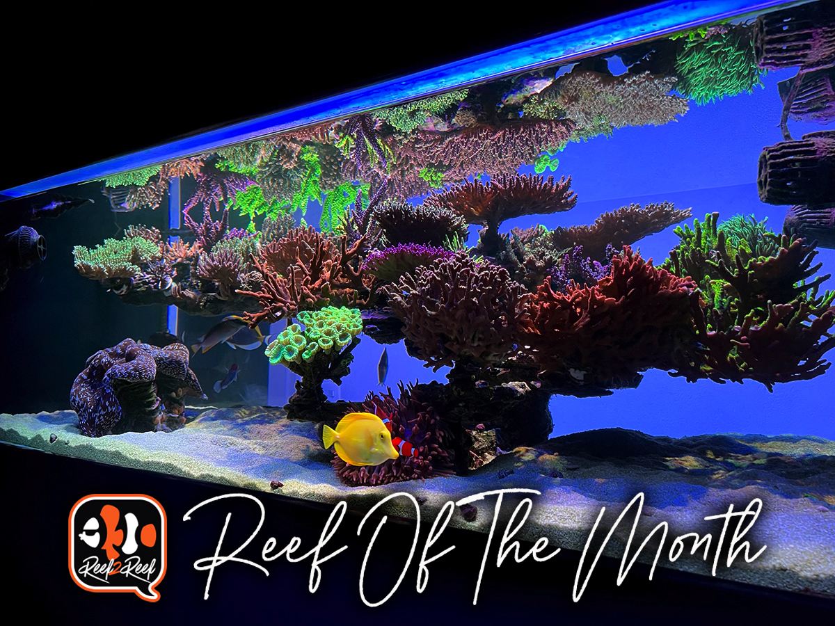 Reef of the month  title.jpg