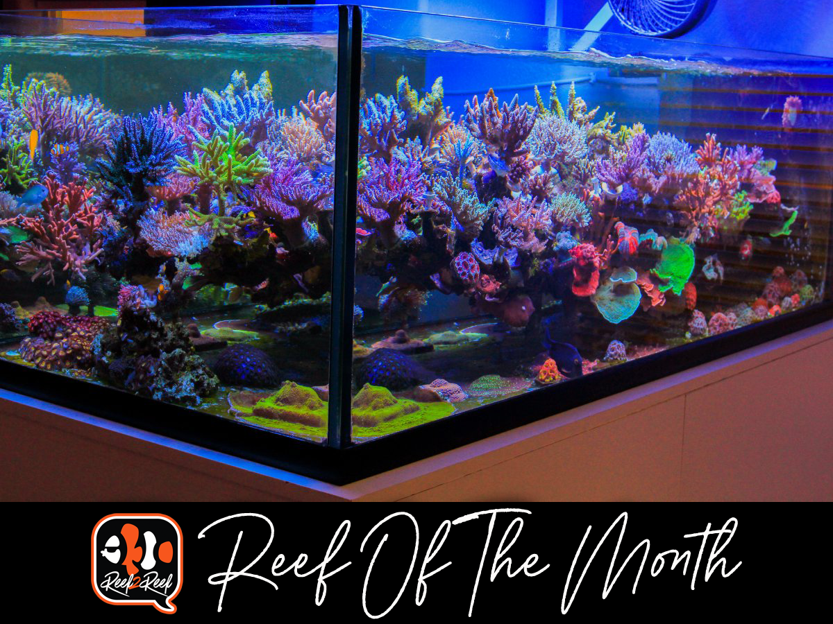 REEF OF THE MONTH November 2021 Leo s 160 gallon SPS Garden