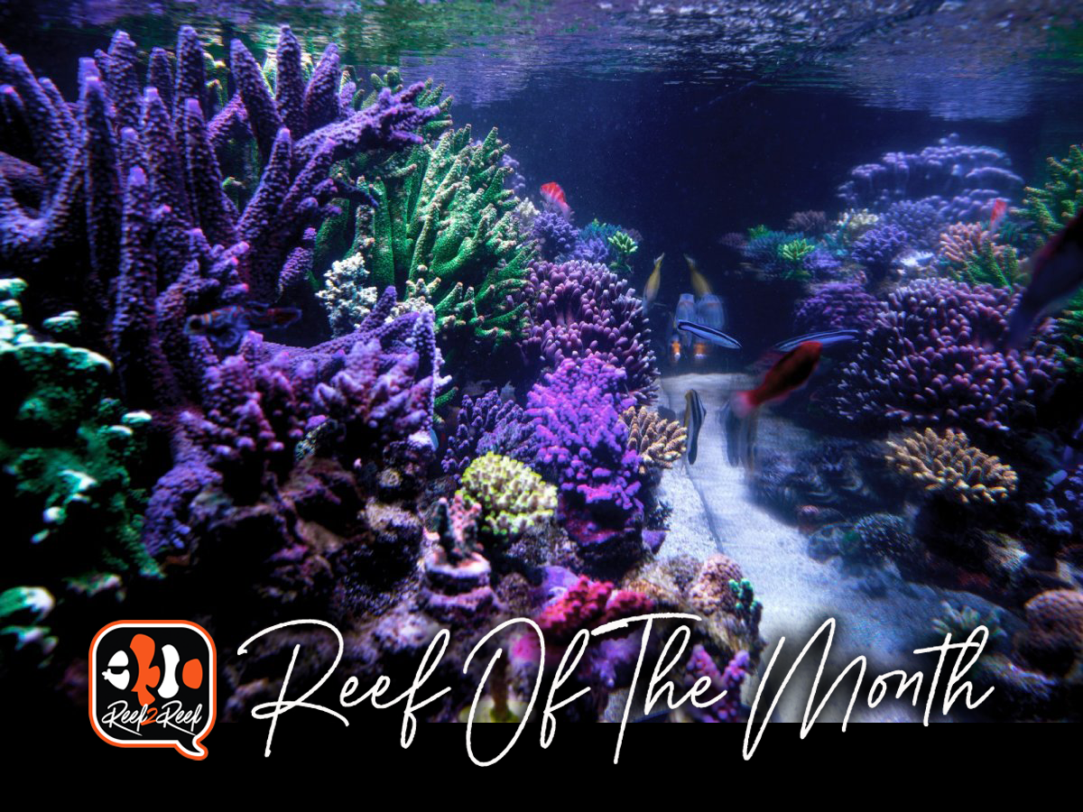 Reef of the month  title.png