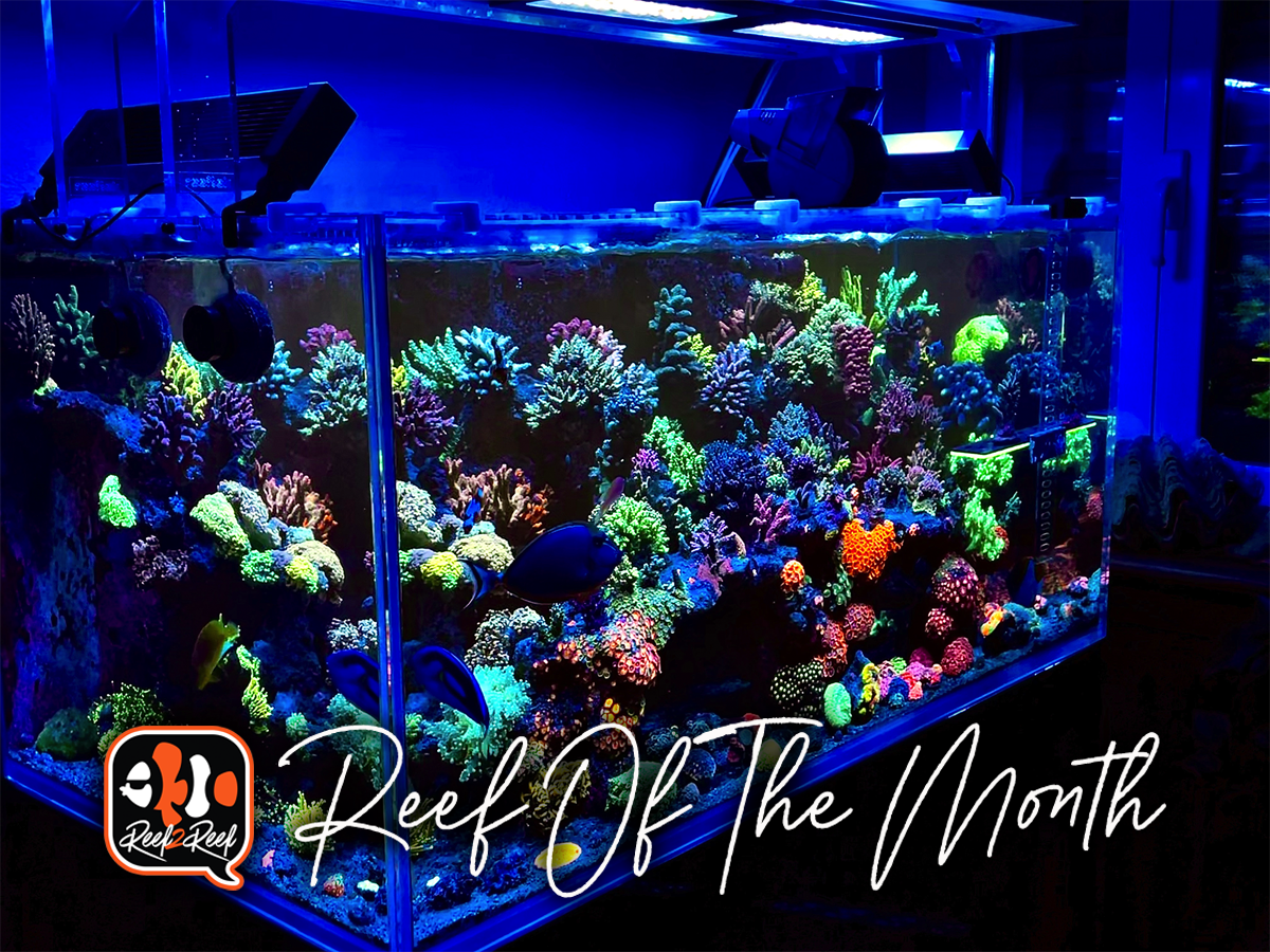 Reef of the month  title.png