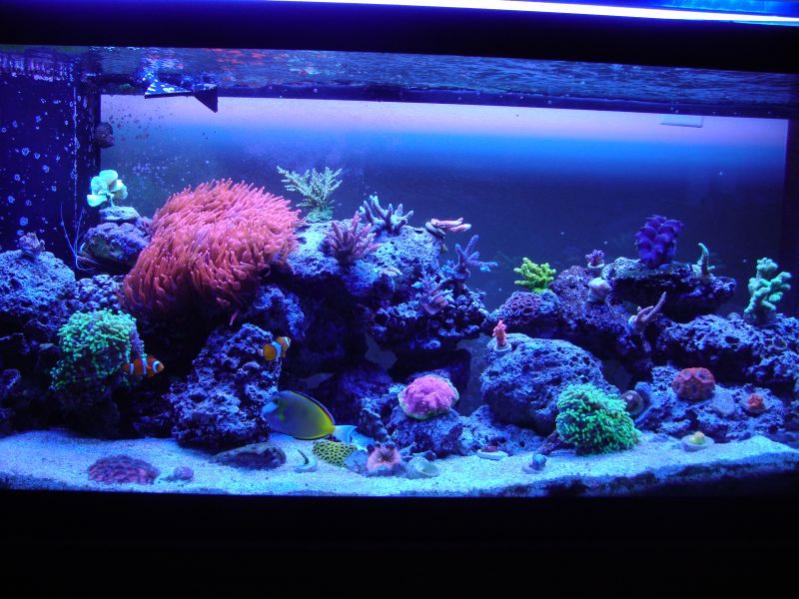 reef pic.jpg