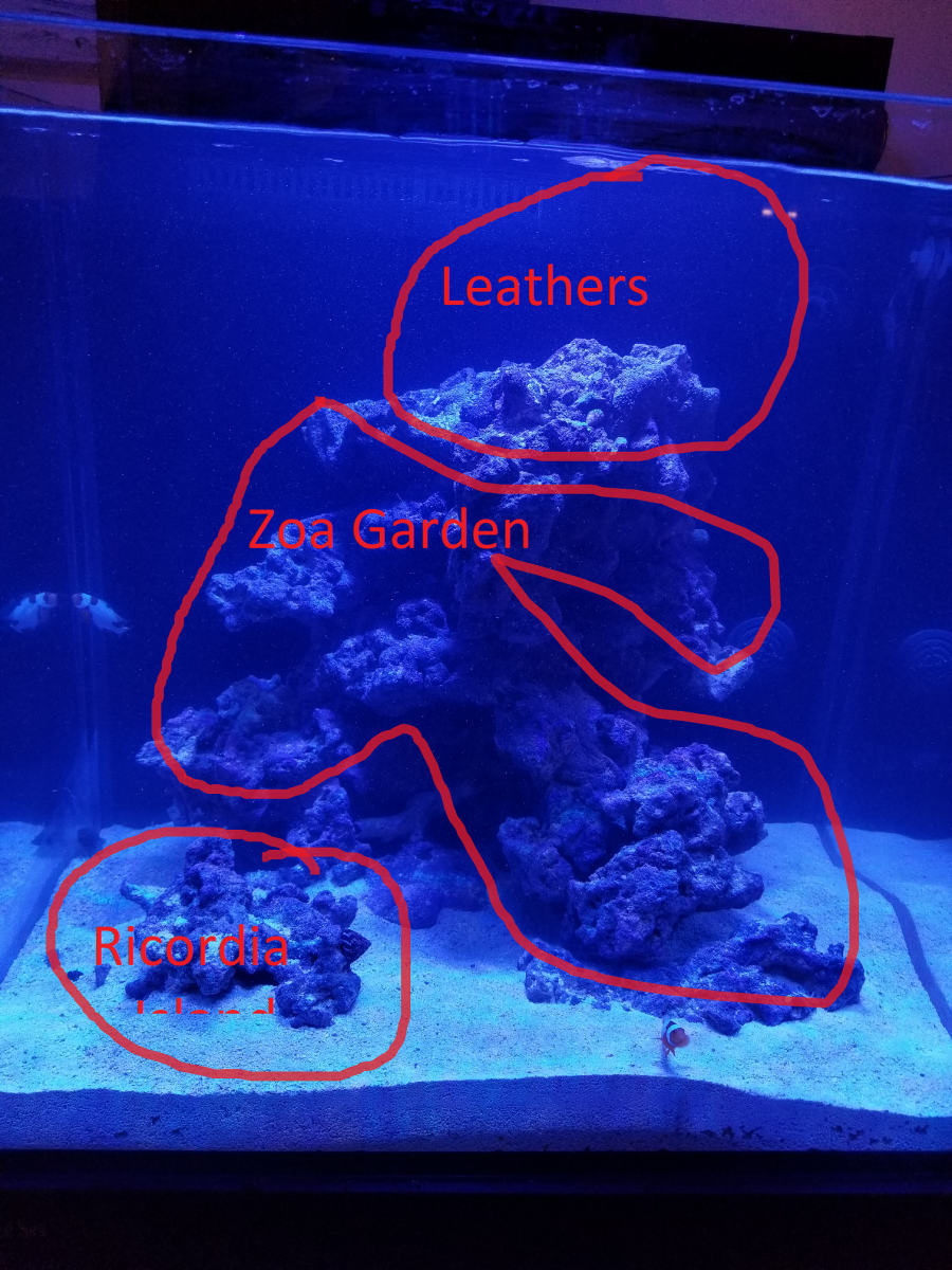 Reef Plan.png