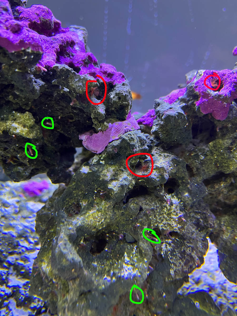 reef.png