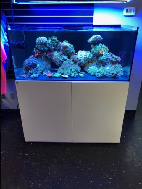 reef rack waterbox1.JPG