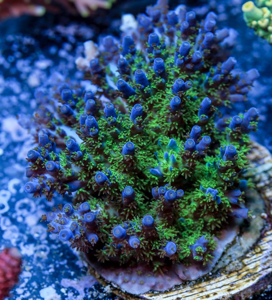 Reef Raft USA Purple Prism.jpg