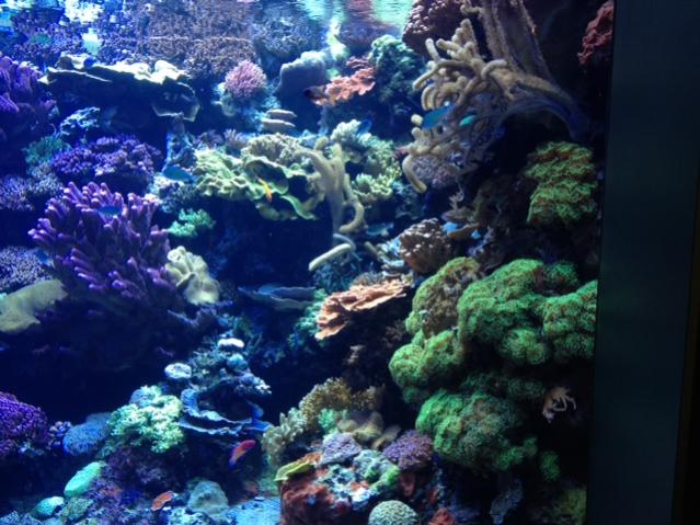Reef Right.jpg