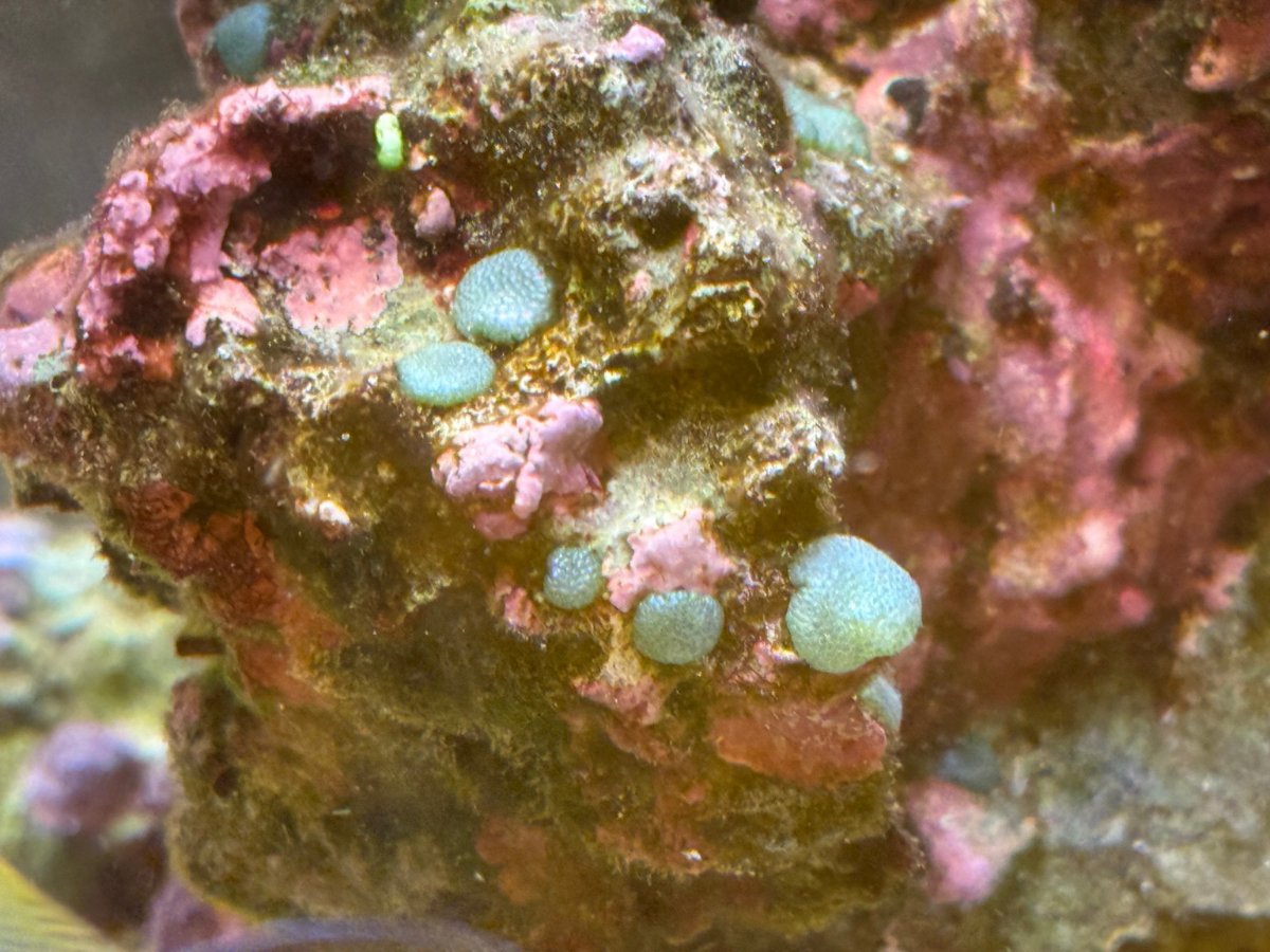 reef-rock-03.jpg
