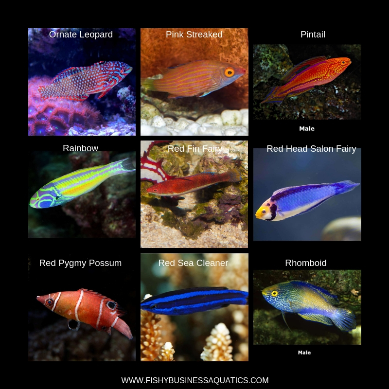 Fairy wrasses are real-life rainbow fish - Australian Geographic
