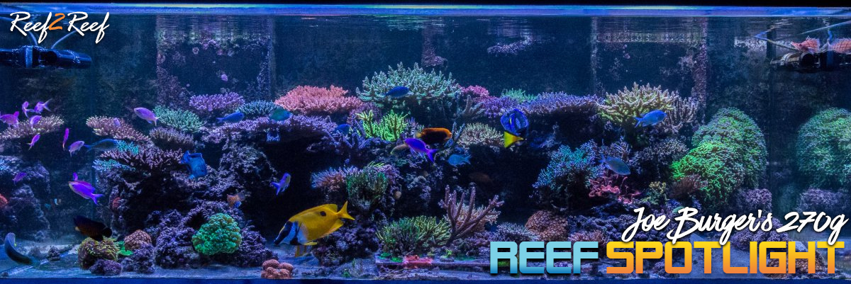 reef spotlight 2018.jpg
