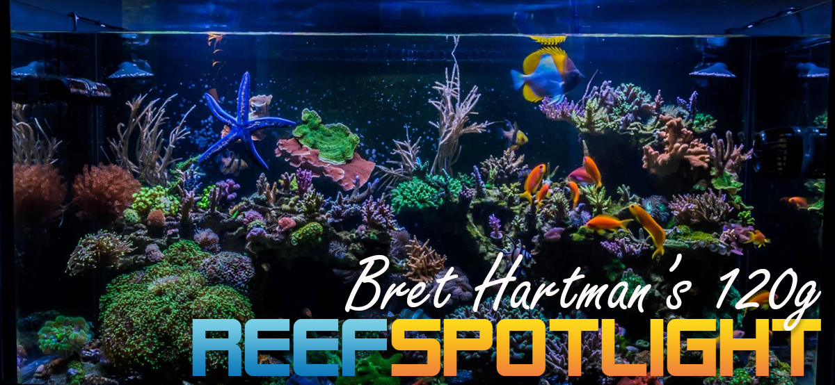 Reef Spotlight.jpg