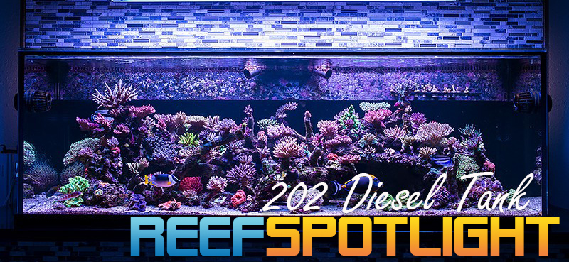 Reef Spotlight.jpg