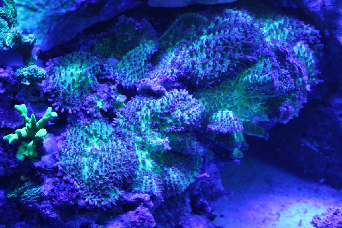 reef tank 017.JPG