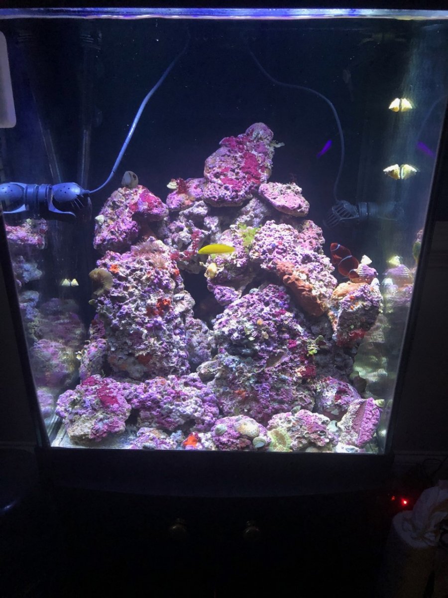 Reef tank 03312020 1.jpg