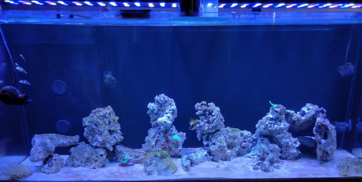 Reef tank 10 weeks.jpg