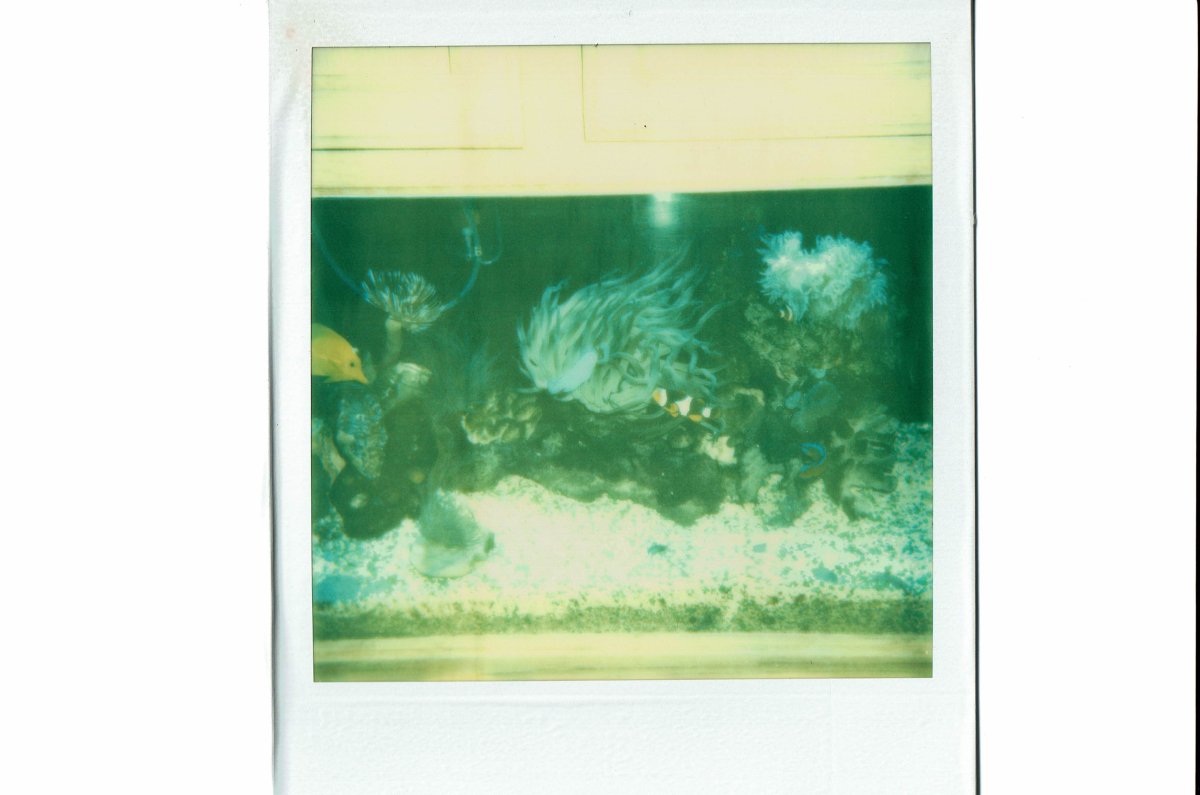 Reef tank 1981 2 06142018.jpg