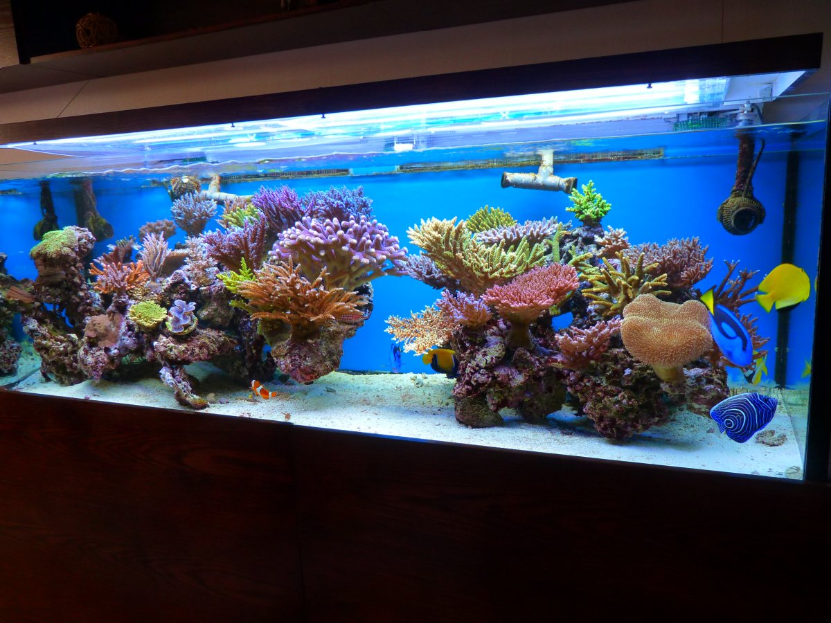 Reef tank 5.JPG