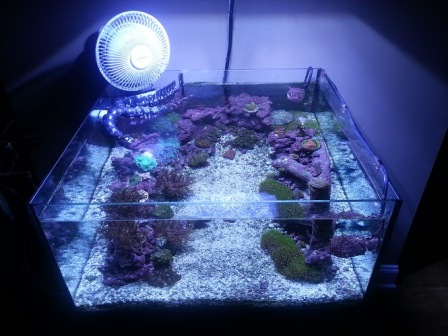tank reef setup rimless gal fs complete reef2reef