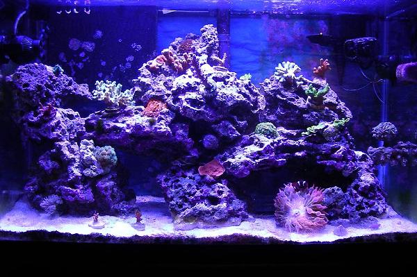 Reef Tank 8 months.jpg