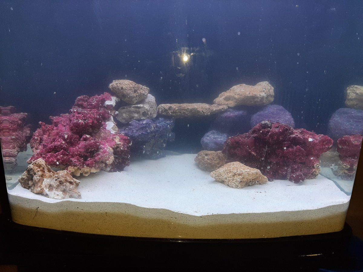Reef tank aquascape 2.jpg
