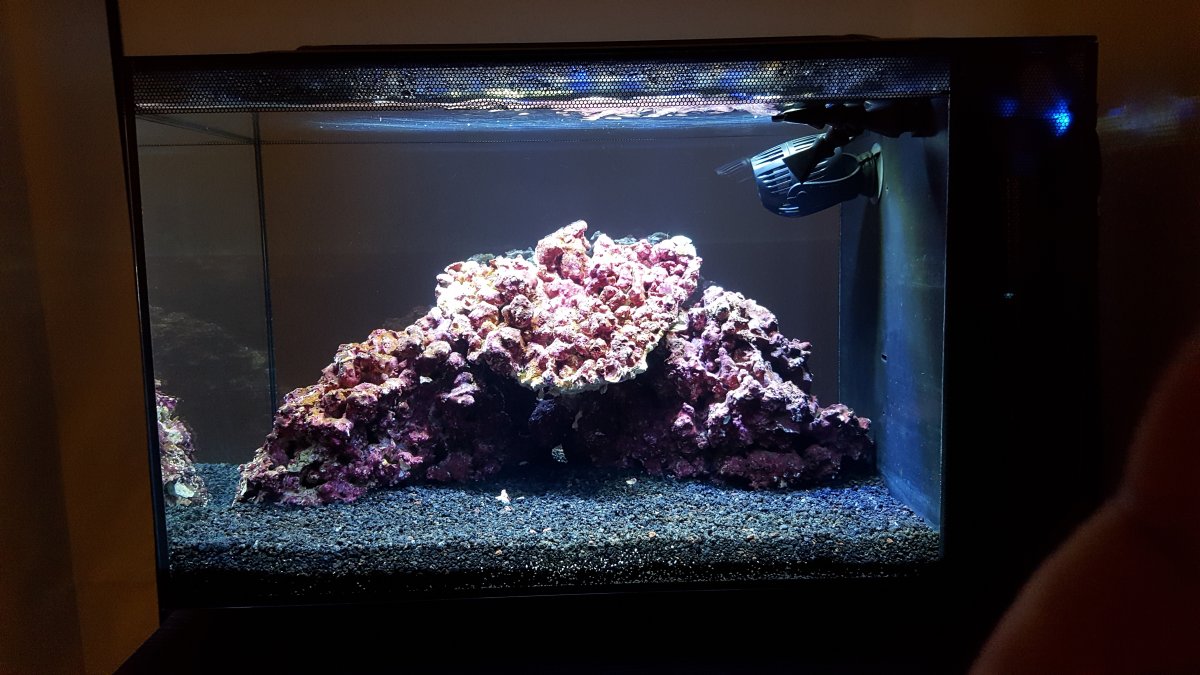 reef tank.jpeg