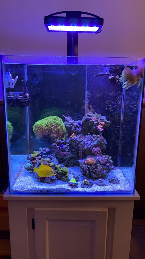 reef tank.JPG