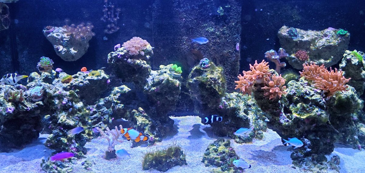 Reef Tank.jpg