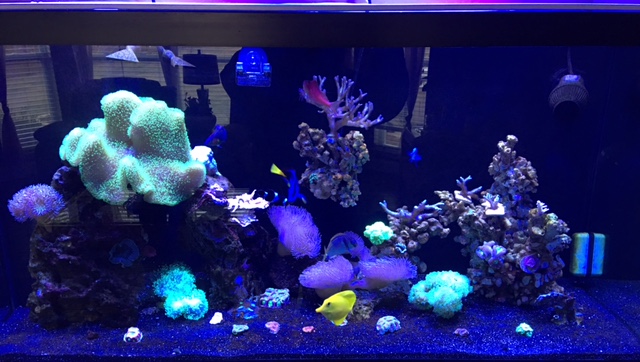 reef tank.jpg