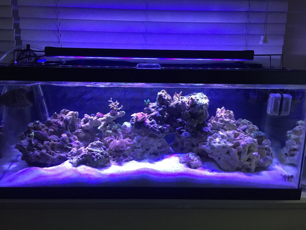 reef tank.jpg