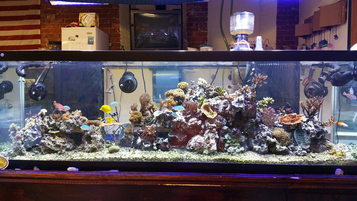 Reef tank.jpg