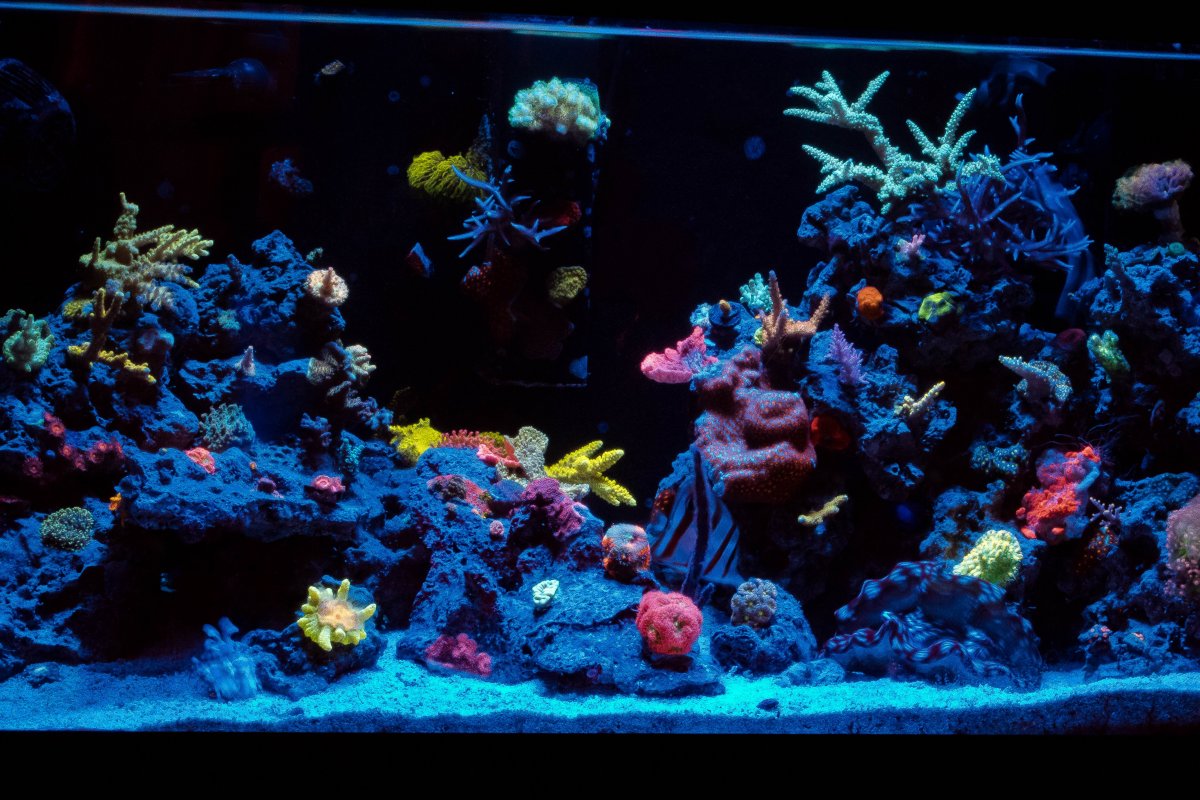 reef tank.jpg