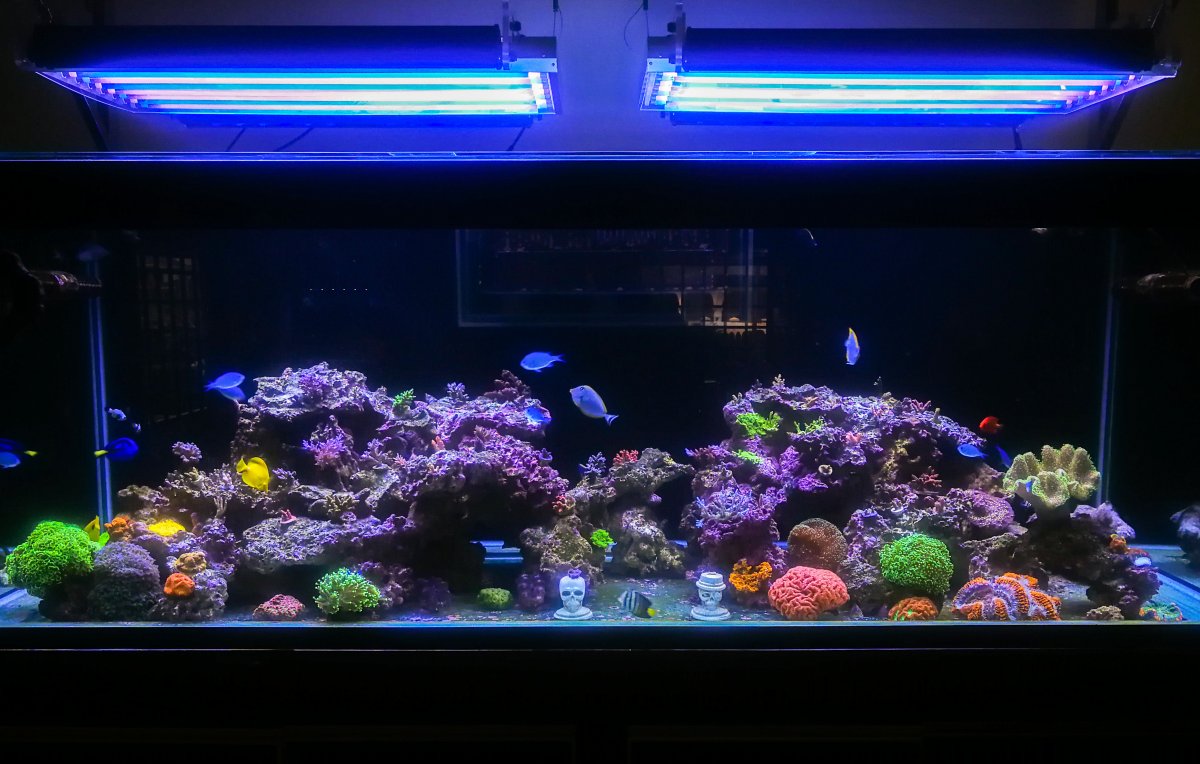 Reef Tank.jpg