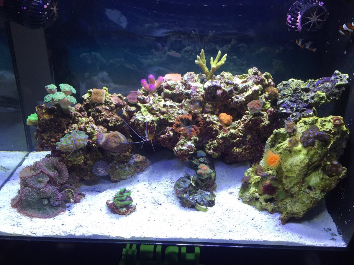 Reef Tank.jpg
