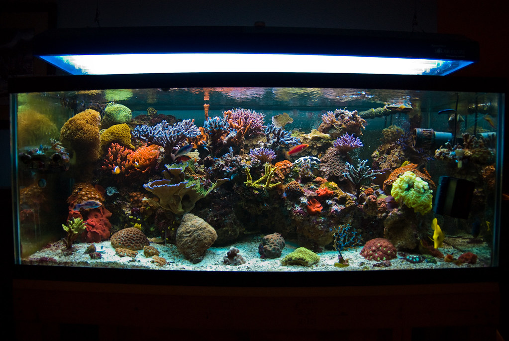 Reef tank pic.jpg