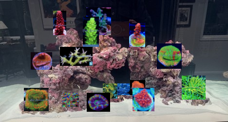 reef tank plan front.png