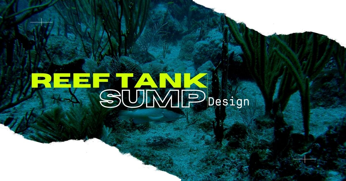reef-tank-sump.jpg