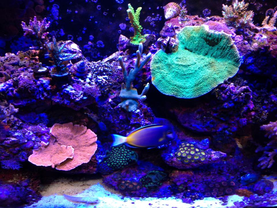 Reef Tank update June 6 2016 1.jpg