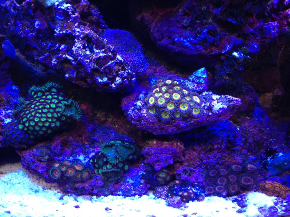 Reef Tank update June 6 2016 2.jpg