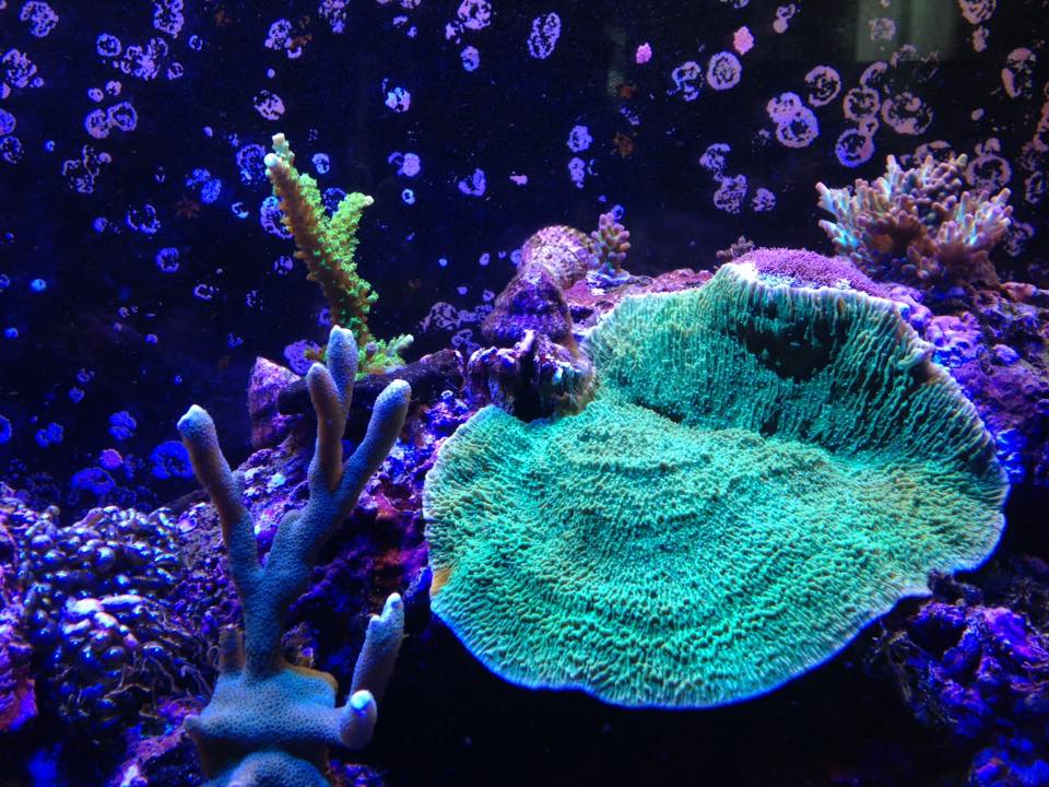 Reef Tank update June 6 2016 3.jpg