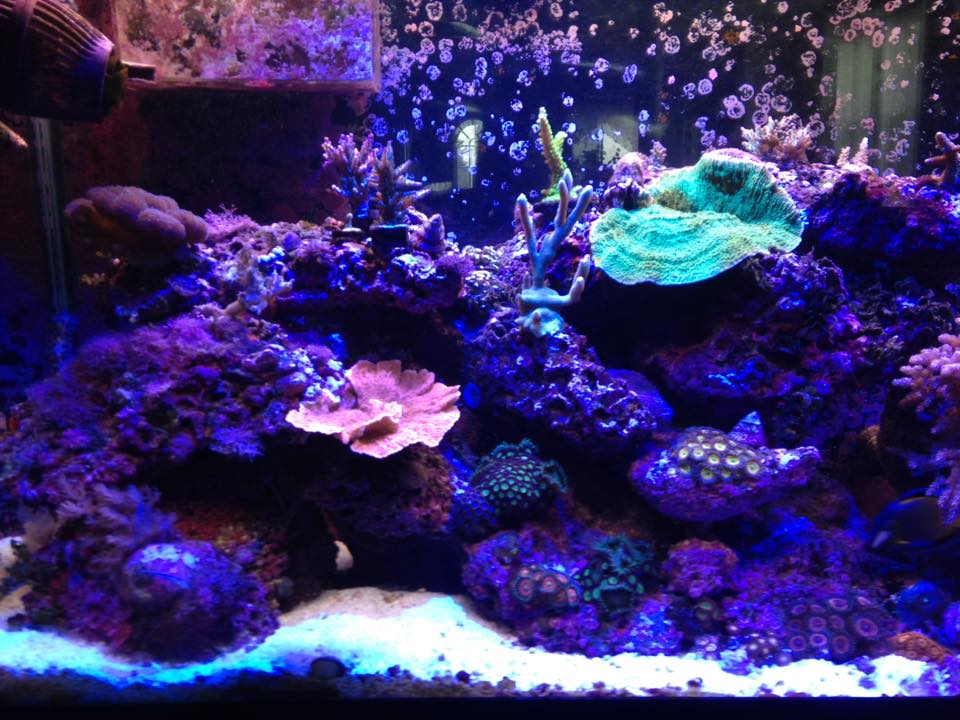 Reef Tank update June 6 2016 4.jpg