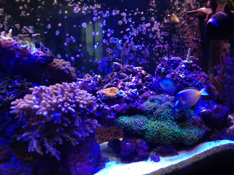 Reef Tank update June 6 2016 5.jpg