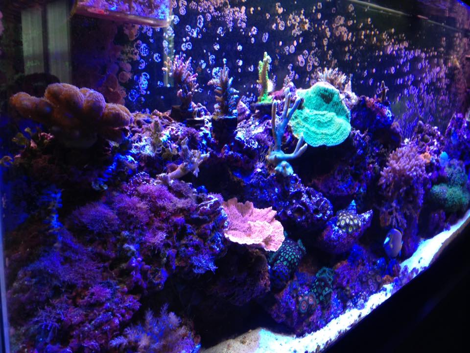 Reef Tank update June 6 2016 6.jpg