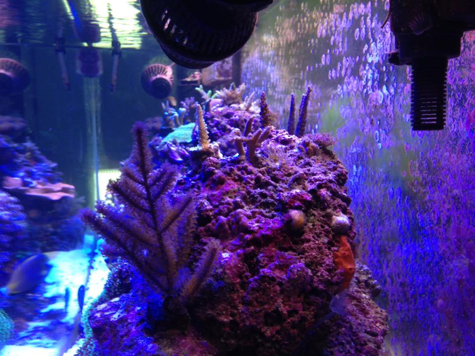 Reef Tank update June 6 2016 7.jpg