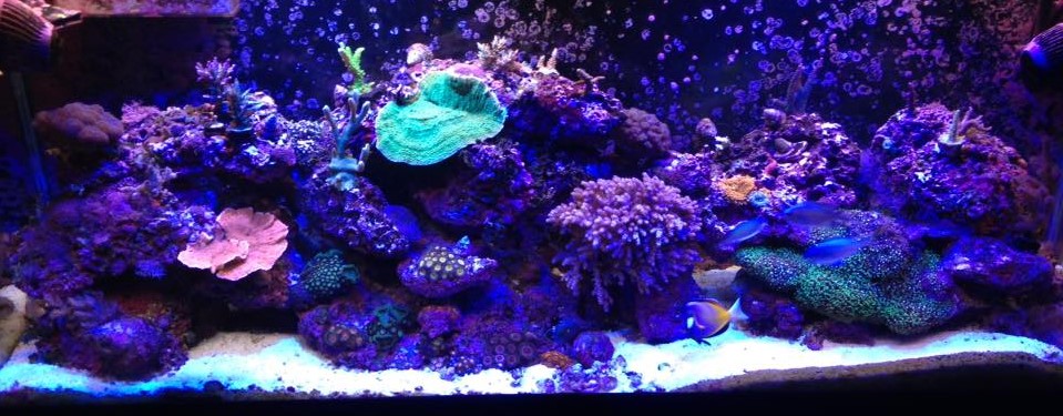 Reef Tank update June 6 2016 8.jpg