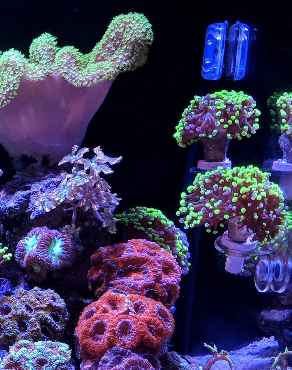 reef trade.jpg