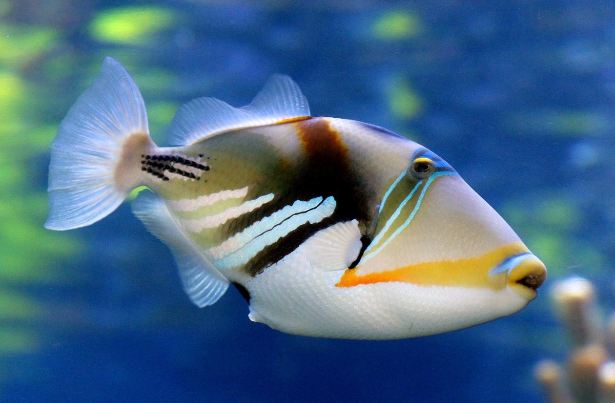 reef-triggerfish-2274544.jpg