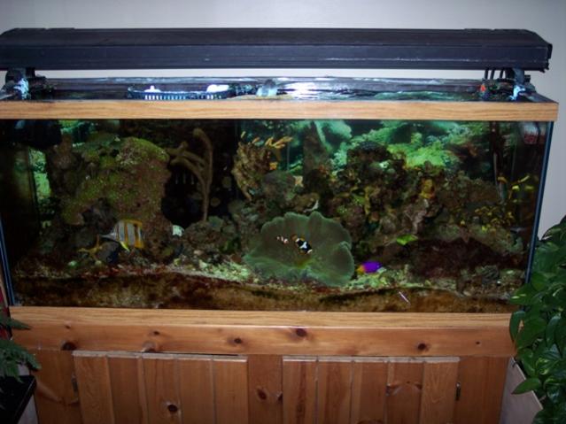 reef web.jpg