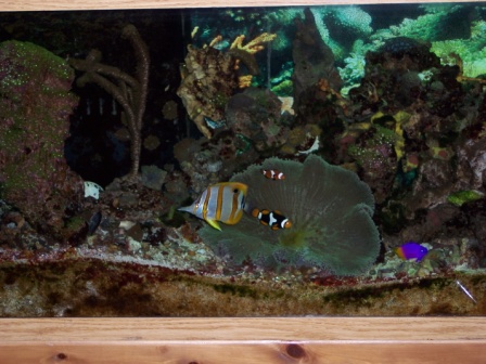 reef web2.jpg